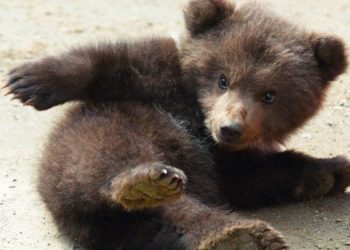 Старый добрый стих