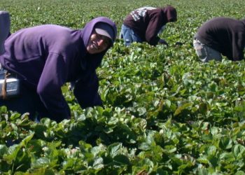 Елена Лукаш в «Предисловии» к «Противостоянию»