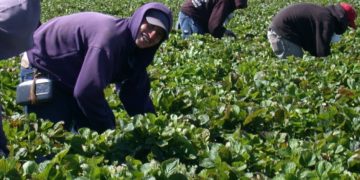 Елена Лукаш в «Предисловии» к «Противостоянию»