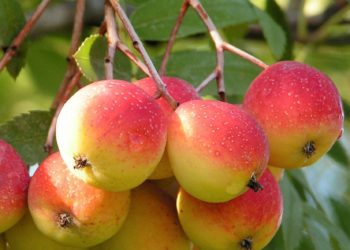 Виды семенного материала 2020 года города Запорожье