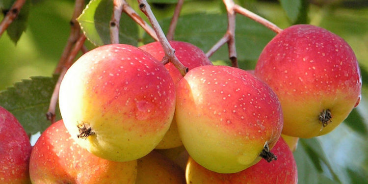 Виды семенного материала 2020 года города Запорожье