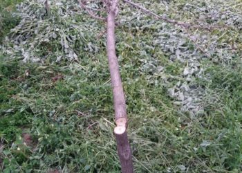 Экоцид и Геноцид общины Запорожья