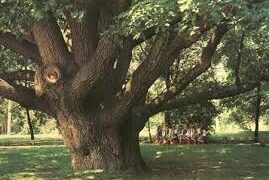 Дубы Хортицы!