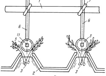 Сбор колорадского жука в Ровно!