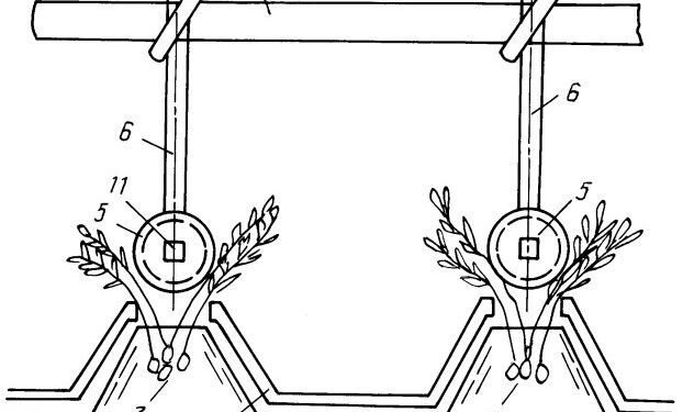 Сбор колорадского жука в Ровно!