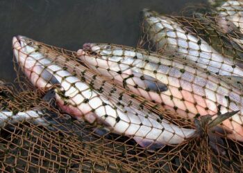 Браконеры Запорожье 24.11.2020.