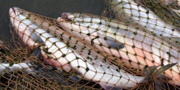 Браконеры Запорожье 24.11.2020.