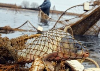 Торговля рыбой без чеков в Запорожье