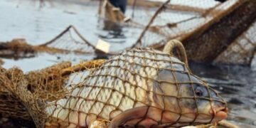 Торговля рыбой без чеков в Запорожье