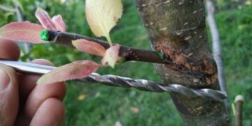 ПРИВИВКА ДРЕЛЬЮ