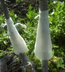 СОВРЕМЕННЫЕ ТЕХНОЛОГИИ против ТЛИ