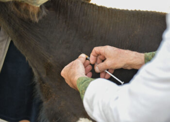 Условия для людей хуже, чем для скота