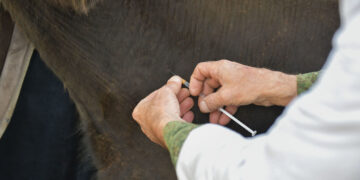 Условия для людей хуже, чем для скота