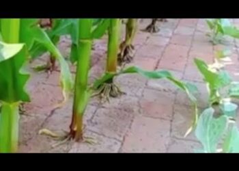 Китайский огород