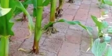 Китайский огород