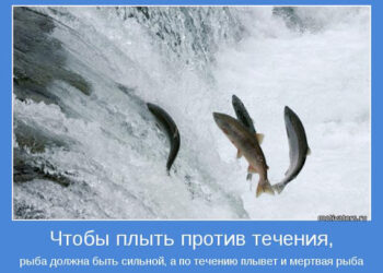 Только дохлая рыба течет по течению