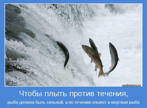 Только дохлая рыба течет по течению
