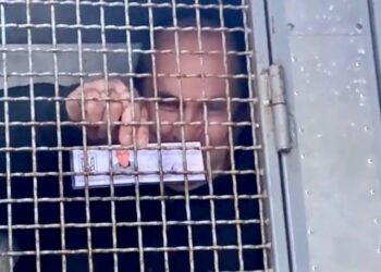 Начало конца слуги народа. Янукович 2.0