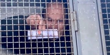 Начало конца слуги народа. Янукович 2.0