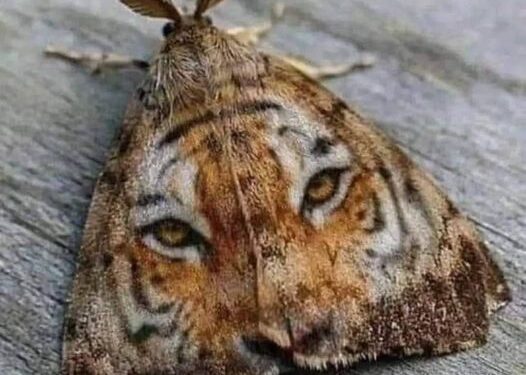 Тигровый мотылек